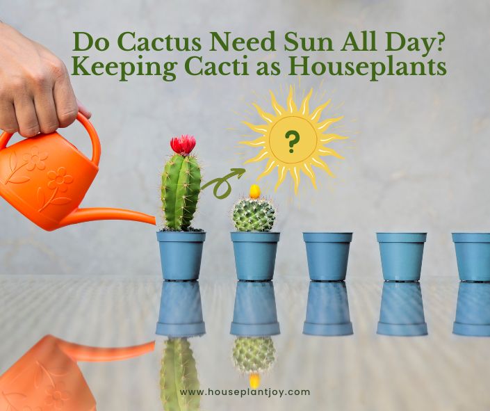Do Cactus Need Sun All Day? Keeping Cacti as Houseplants