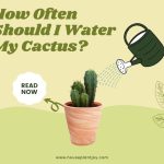 How Often Should I Water My Cactus