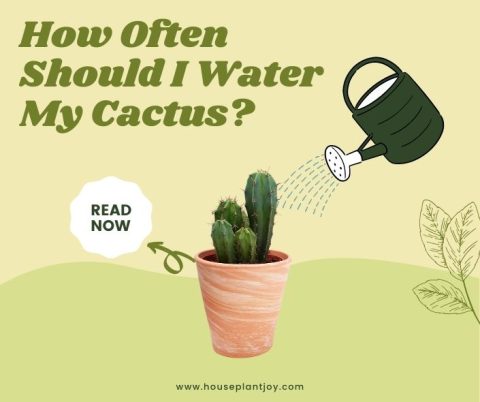 How Often Should I Water My Cactus? Essential Tips - HouseplantJoy.com