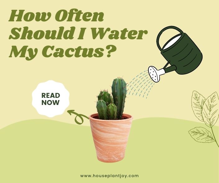 How Often Should I Water My Cactus