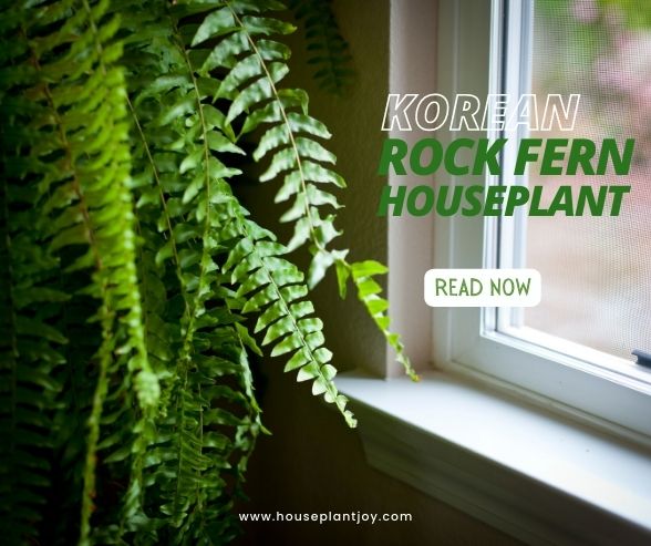 Korean Rock Fern Houseplant