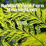How to Reverse Root Rot in Plants (or Prevent It)