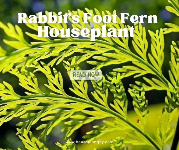 Rabbit’s Foot Fern Houseplant