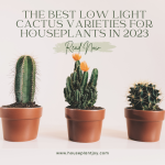 The Best Low Light Cactus Varieties for Houseplants in 2023