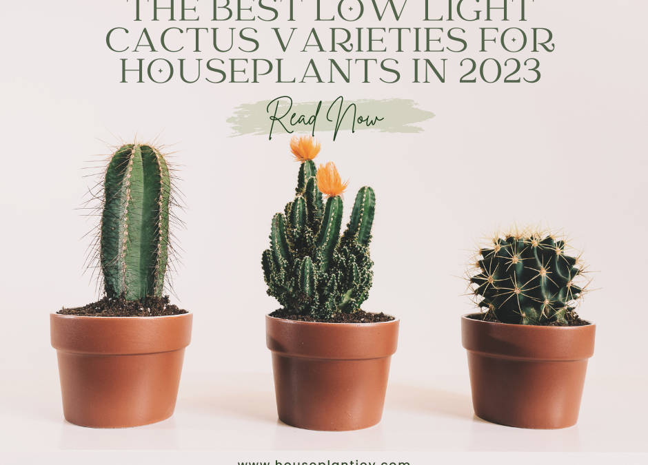 The Best Low Light Cactus Varieties for Houseplants in 2023