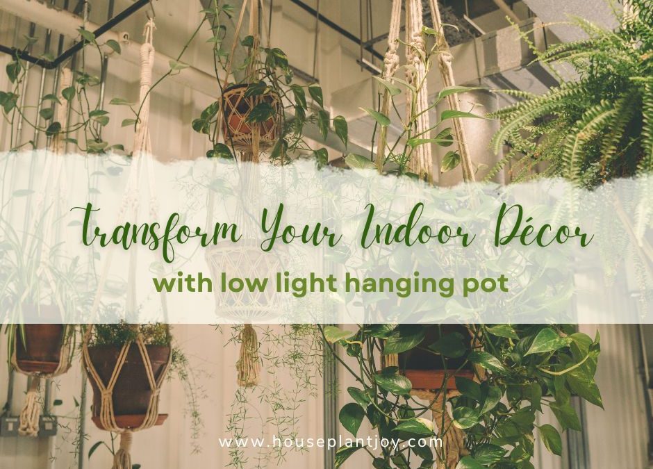 Transform Your Indoor Décor with Low Light Hanging Pot
