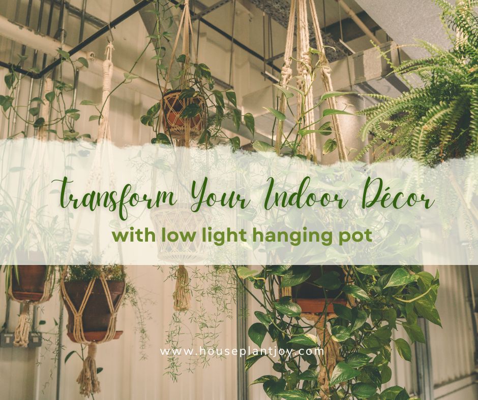 Transform Your Indoor Décor with Low Light Hanging Pot