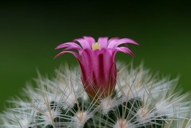 cactus, pink flower, plant