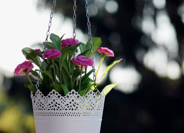 hanging baskets, low light hanging houseplants, hanging basket