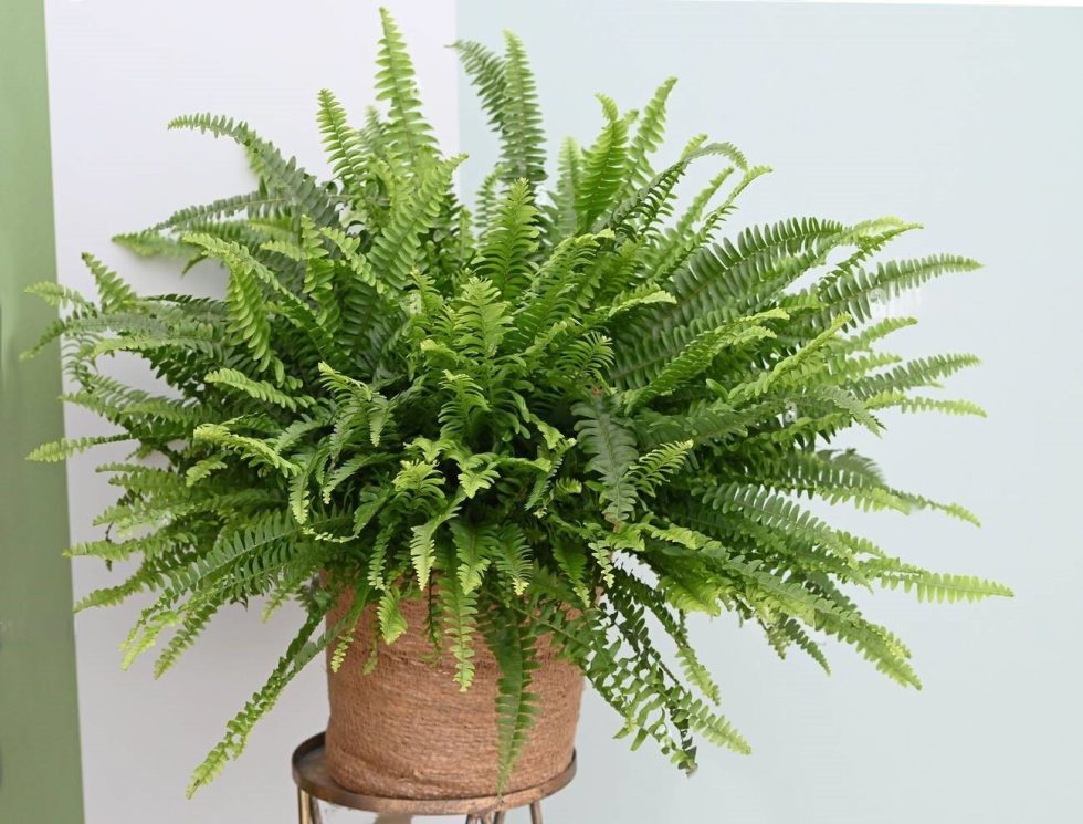 Discover the Beauty and Benefits of Jester's Crown Fern as an Indoor ...