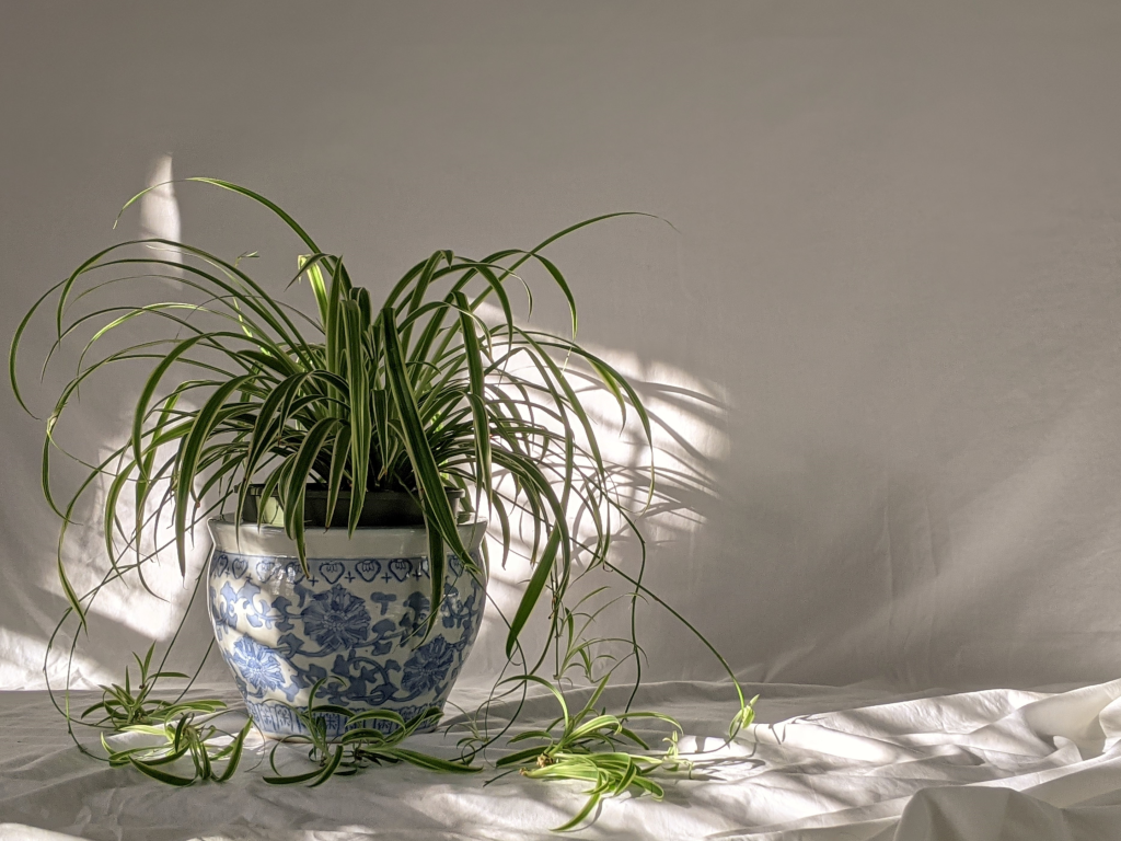 spider plants, low light settings, indirect light, vining plants, partial shade, bright indirect light