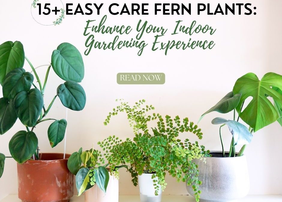 15+ Easy Care Fern Plants: Enhance Your Indoor Gardening Experience