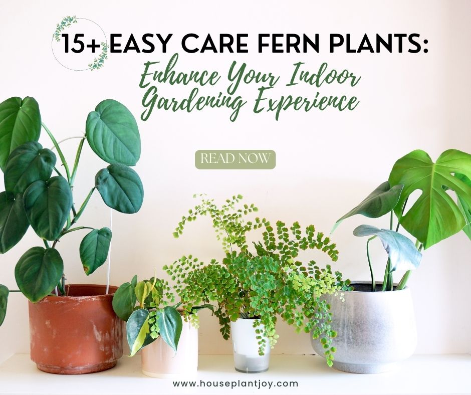 15+ Easy Care Fern Plants Enhance Your Indoor Gardening Experience