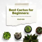 Best Cactus for Beginners Top Choices for Easy Care and Success