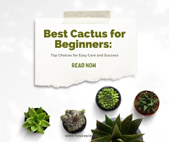 Best Cactus for Beginners: Top Choices for Easy Care and Success