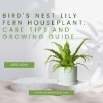 Bird's Nest Lily Fern Houseplant Care Tips and Growing Guide