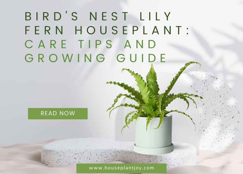 Bird’s Nest Lily Fern Houseplant: Care Tips and Growing Guide