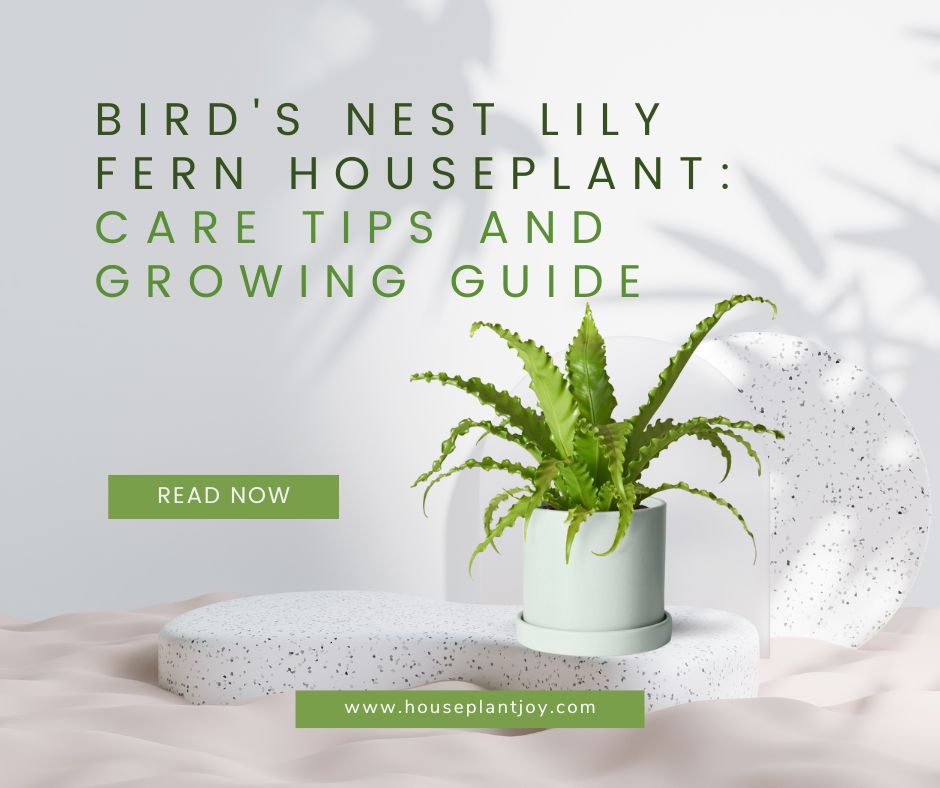 Bird's Nest Lily Fern Houseplant Care Tips and Growing Guide