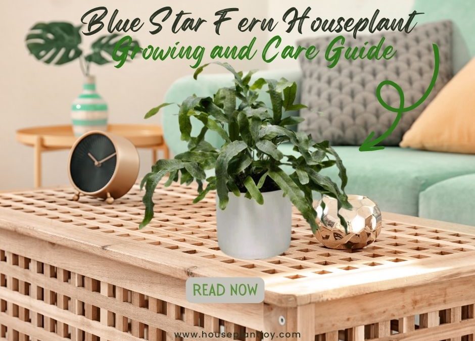Blue Star Fern Houseplant Growing and Care Guide