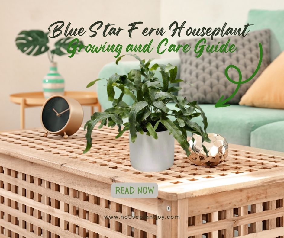 Blue Star Fern Houseplant Growing and Care Guide