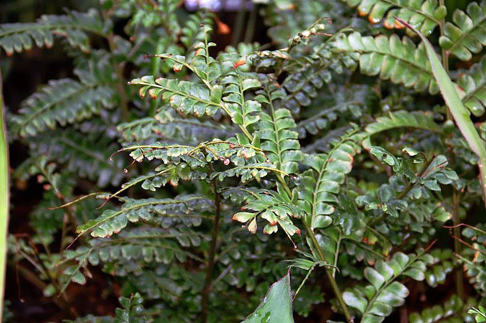 Mahogany Fern houseplant, Mahogany fern