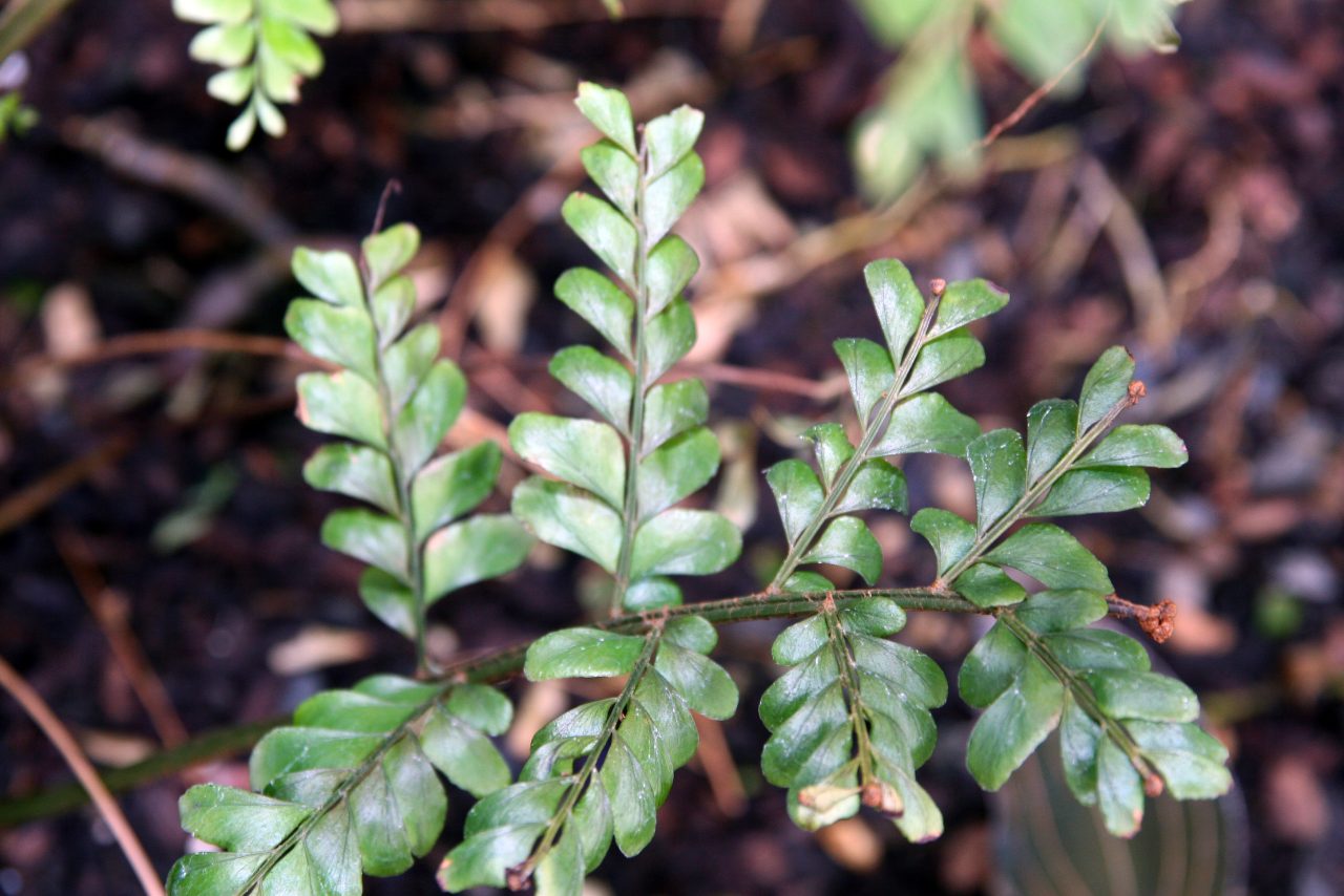 Mahogany Fern Houseplant Care Tips and Guide - HouseplantJoy.com