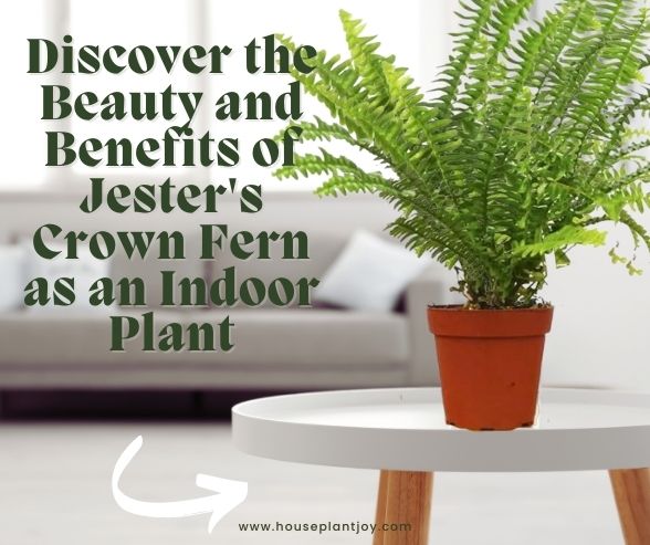 Discover the Beauty and Benefits of Jester's Crown Fern as an Indoor Plant