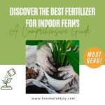 Discover the Best Fertilizer for Indoor Ferns A Comprehensive Guide