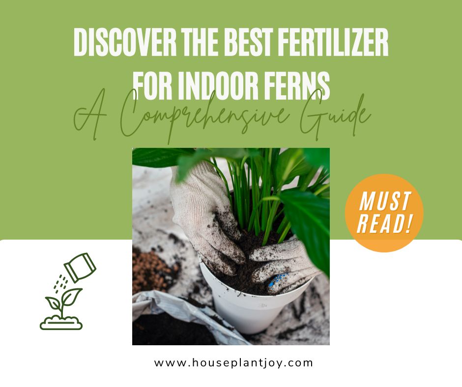 Discover the Best Fertilizer for Indoor Ferns A Comprehensive Guide