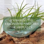 Exploring the Fascinating Varieties of Air Plants