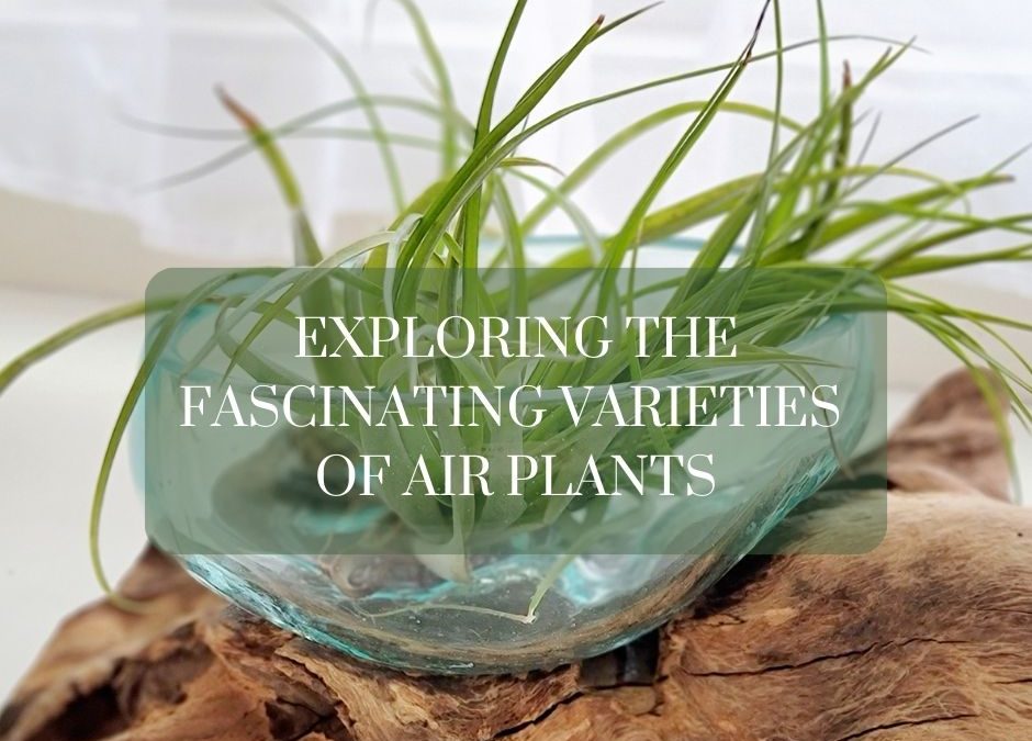 Exploring the Fascinating Varieties of Air Plants
