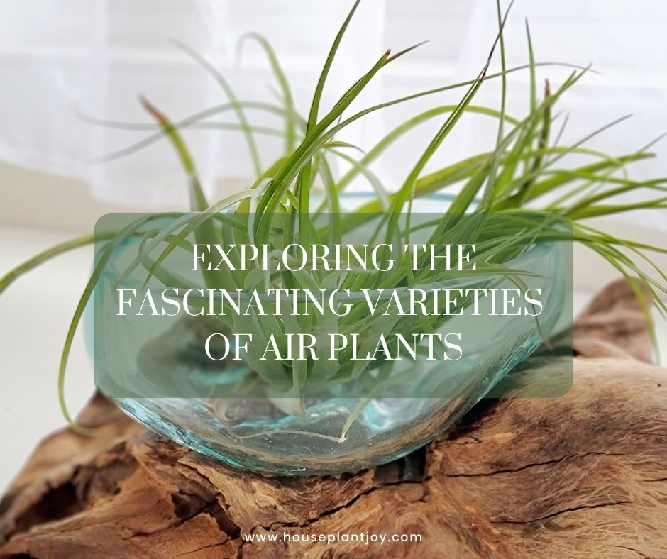 Exploring the Fascinating Varieties of Air Plants