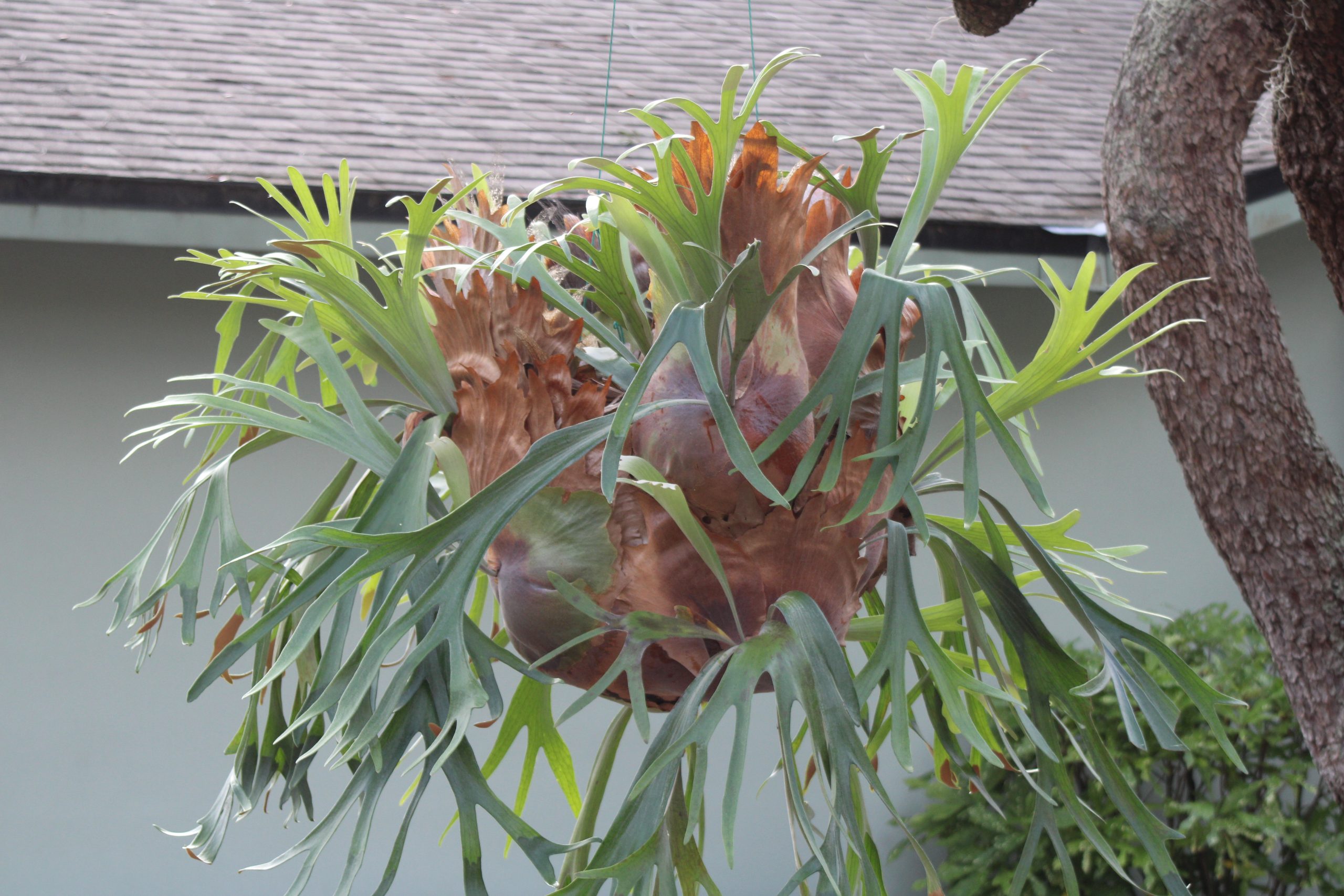 Staghorn houseplant