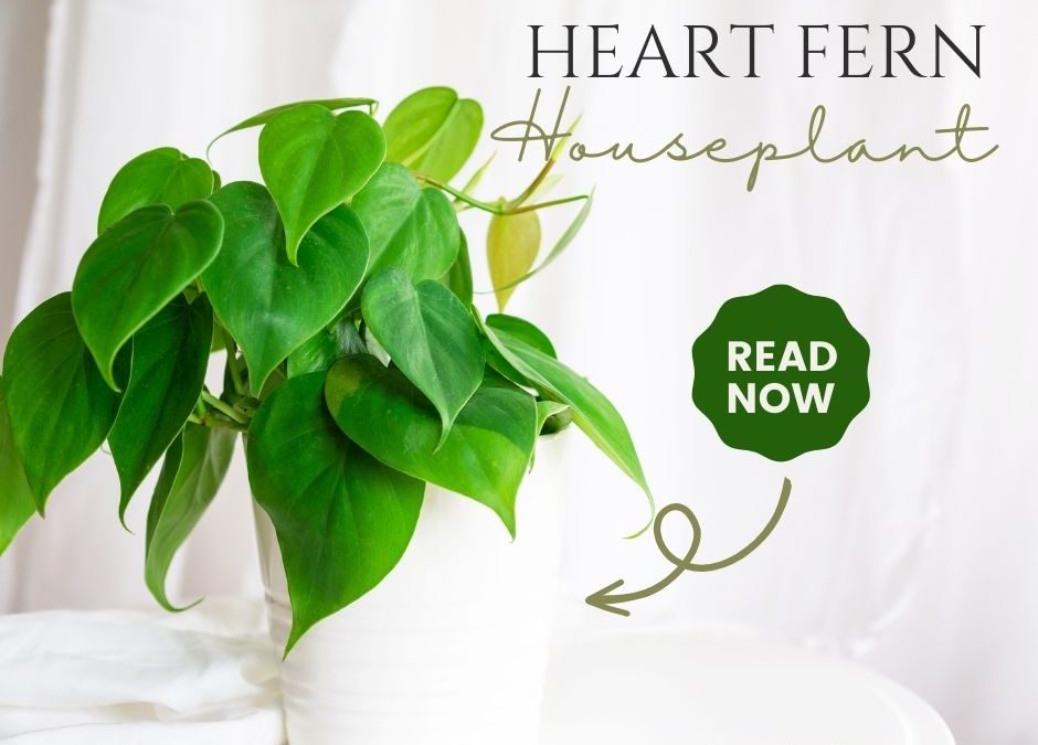 Heart Fern Houseplant