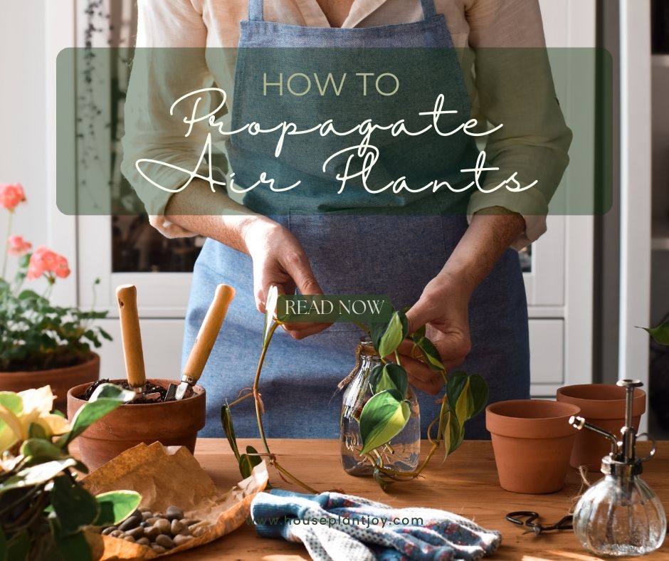How to Propagate Air Plants