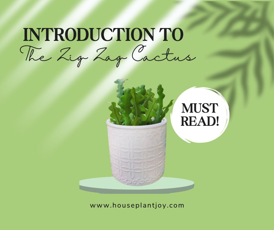 Introduction to the Zig Zag Cactus