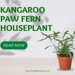 Kangaroo Paw Fern Houseplant