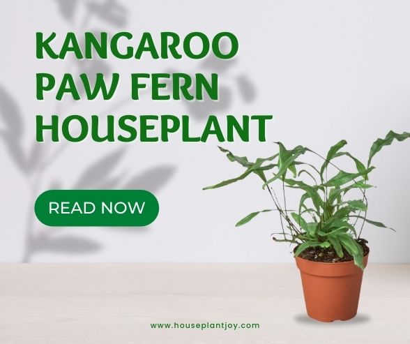 Kangaroo Paw Fern Houseplant - HouseplantJoy.com