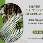 Silver Lace Fern Houseplant Care Tips and Growing Guide
