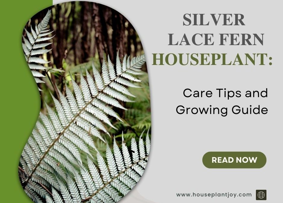 Silver Lace Fern Houseplant: Care Tips and Growing Guide
