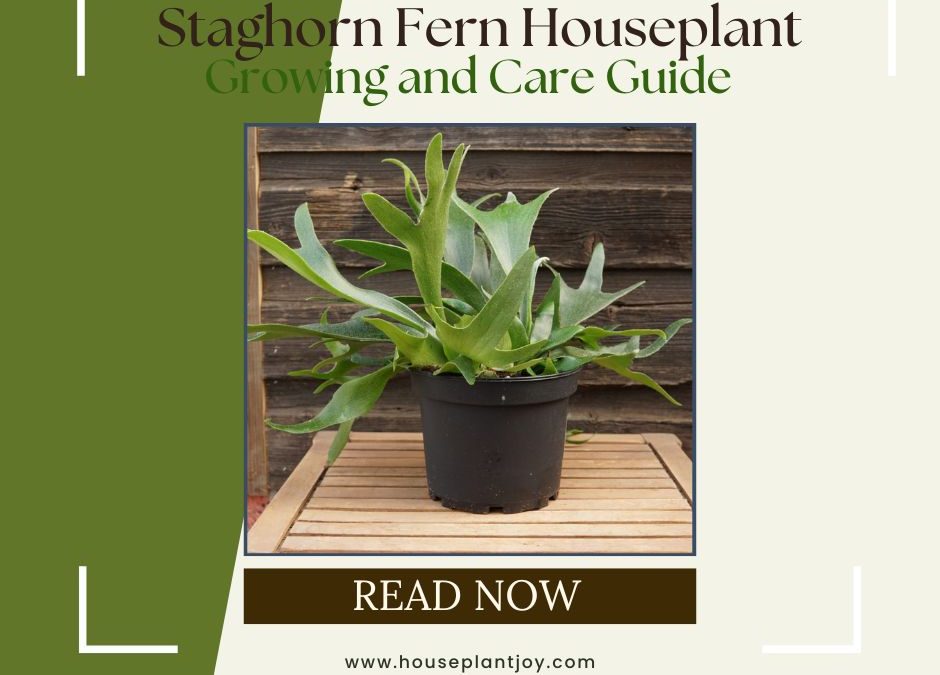 Staghorn Fern Houseplant Growing and Care Guide