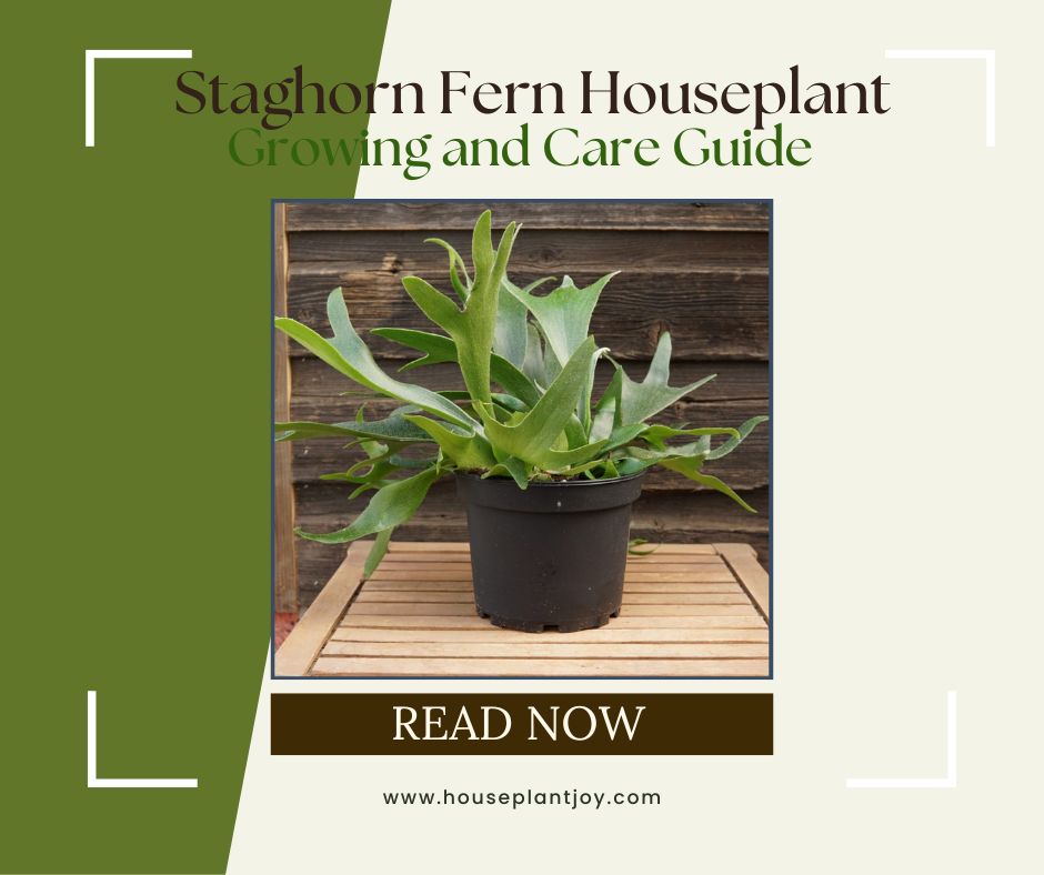 Staghorn Fern Houseplant Growing and Care Guide