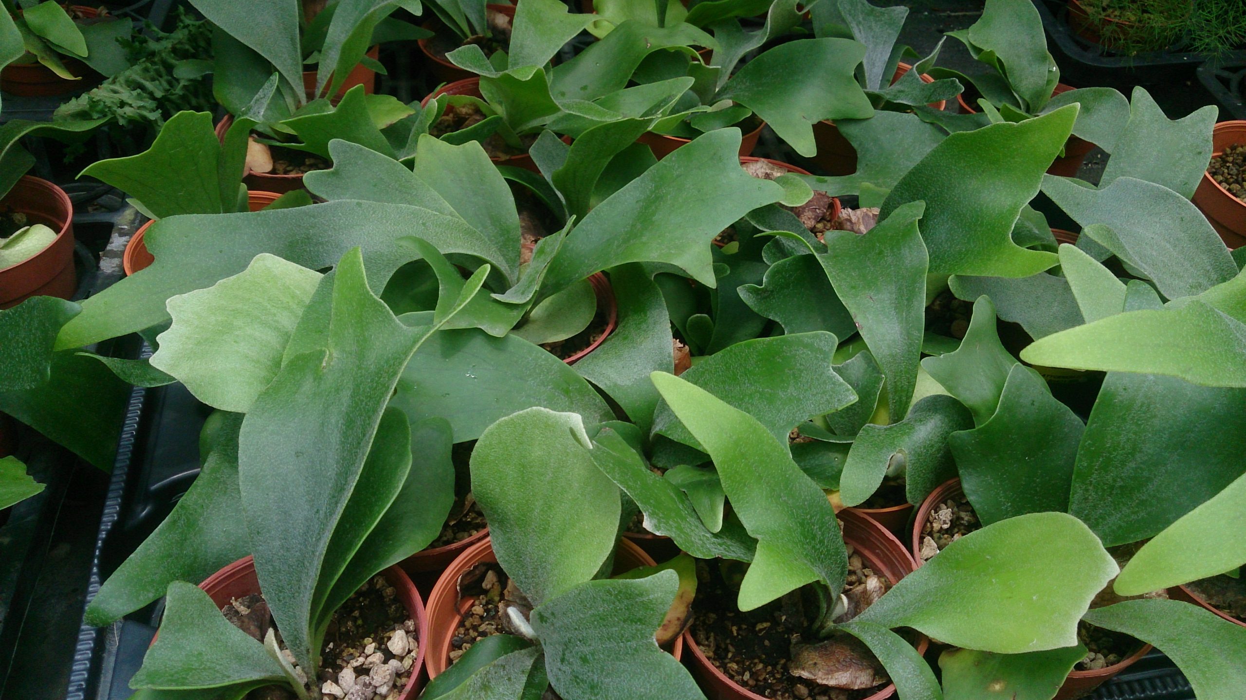 Staghorn Fern