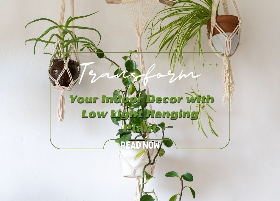 Transform Your Indoor Decor with Low Light Hanging Plant