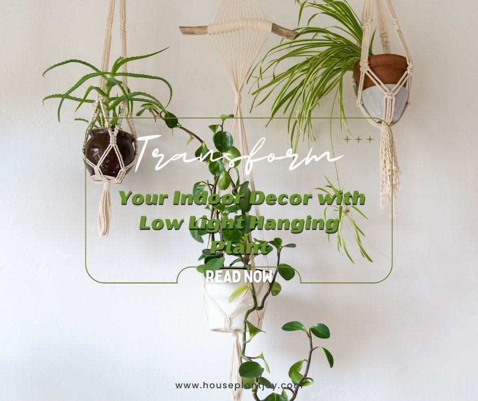 Transform Your Indoor Decor with Low Light Hanging Plant