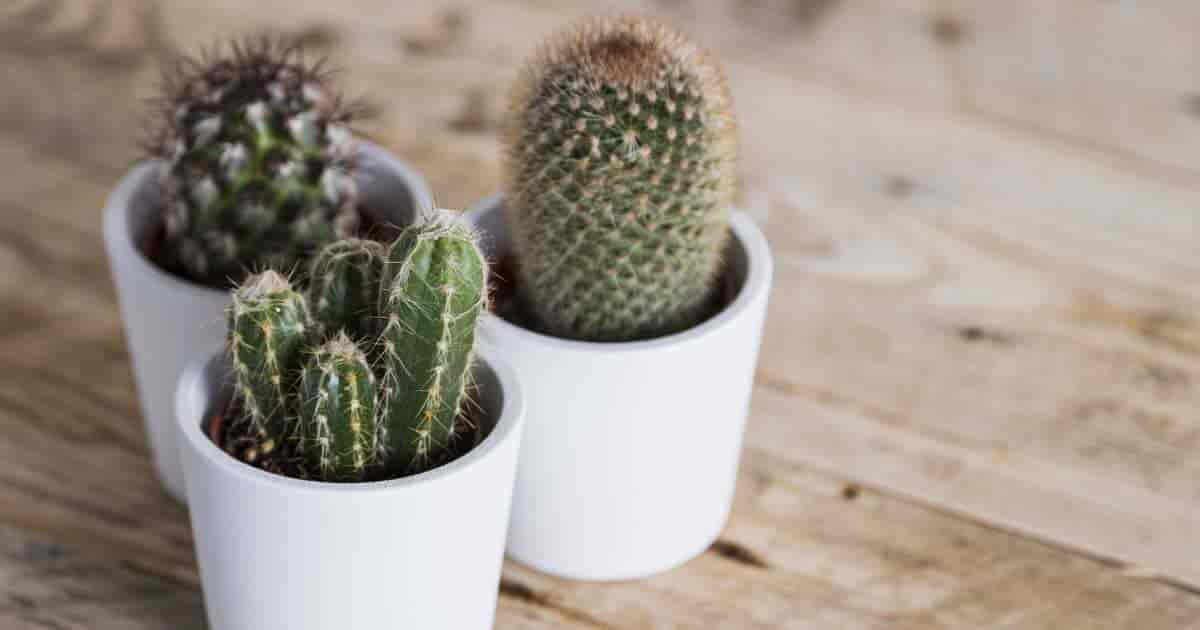 Best Cactus for Beginners