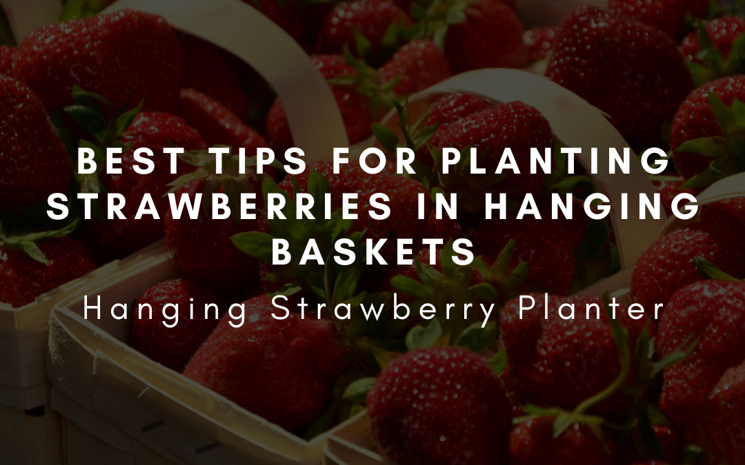 Best Tips for Planting Strawberries in Hanging Baskets – Hanging Strawberry Planter