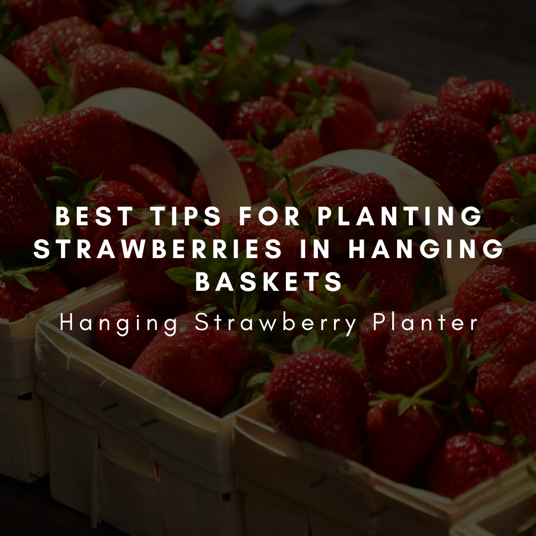 Hanging Strawberry 