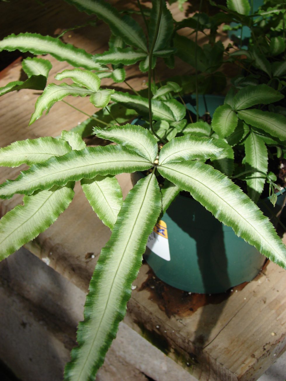 Silver Lace Fern Houseplant Care Tips and Growing Guide