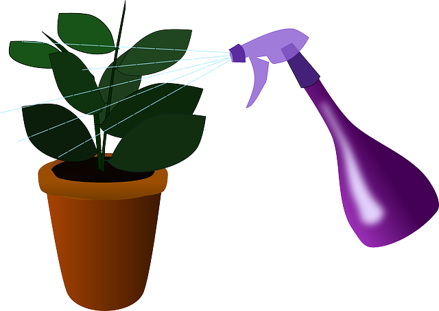 houseplant, plant, watering